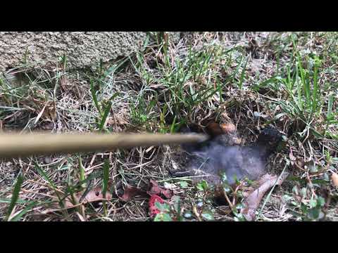 Finding an Underground Yellow Jackets Nest in Rumson, NJ
