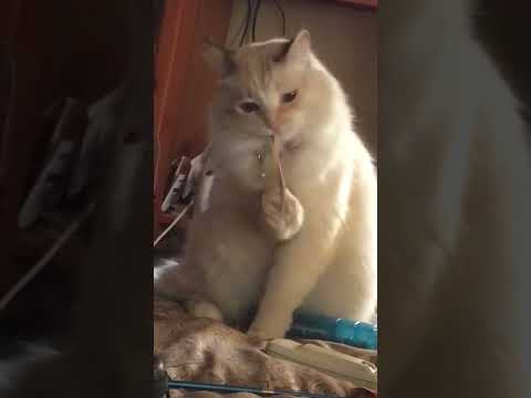 Cat Tries Taking off Rubber Band Stuck on Paws - 1284879