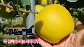 꼭 심어야 되는 사과나무 시나노골드(황금사과)