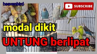 Download lagu ternak parkit yang menguntungkan mudah di coba mp3