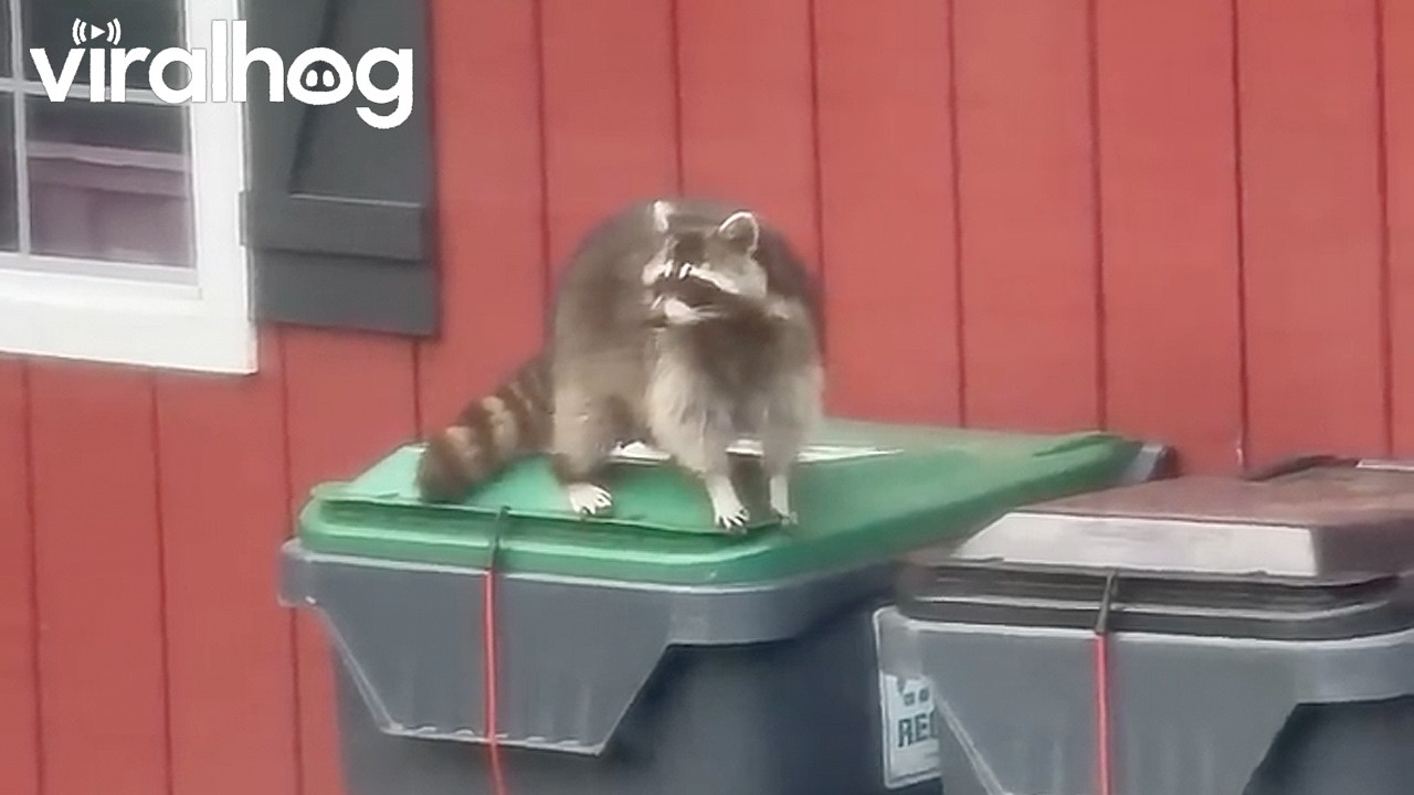 Raccoon Frustrated It Can't Open Garbage Can || ViralHog