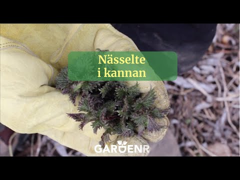 Nässelte i kannan - Trädgårdshacks med GardenR