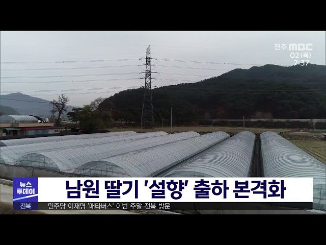 남원 딸기 '설향' 출하 본격화