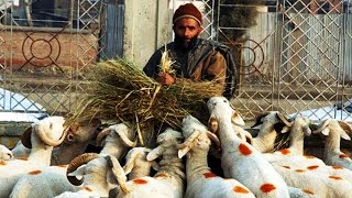 The Shepherd and the Sheep flocks, Ladakh 