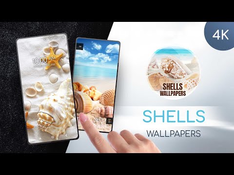 Wallpapers with shells in 4K