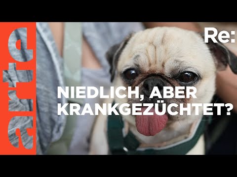 Video Thumbnail: Das Leiden der Modehunde | ARTE Re: