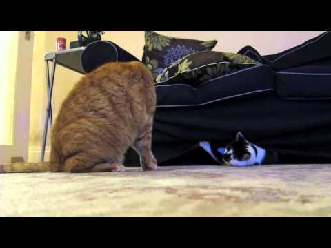 Hugo and Sybil funny cat fight