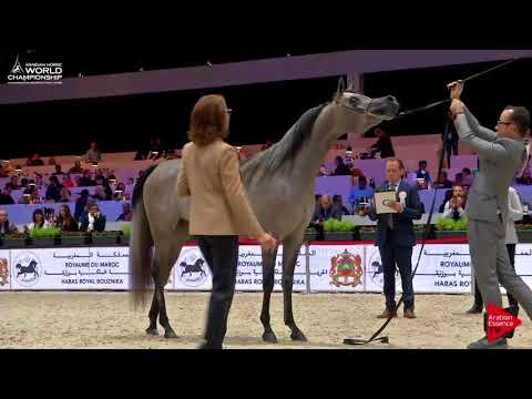 N.20 MADINAT ALBAYDAA - Paris 2017 - Junior Fillies (Class CM2A)