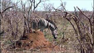 Drive in Kruger National Park (Part 2 of 7)a