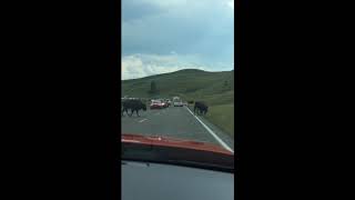 Buffalo in Yellowstone National Park/ イエローストーン国立公園で出会ったバッファロー集団