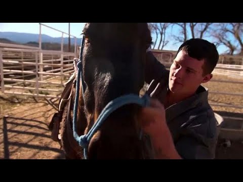 Pferde und das eigene Leben zähmen