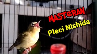 Download lagu Viral..!!! Masteran Pleci Nishida Pleci Terbaik mp3 Download lagu Viral..!!! Masteran Pleci Nishida Pleci Terbaik mp3