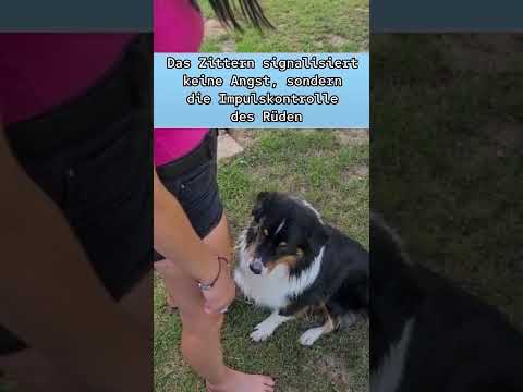 Rangordnung im Rudel und Korrektur