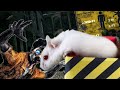 🐹Hamster on Roller coaster with  Zombie🐹