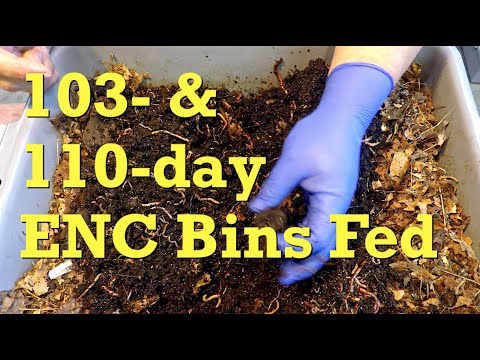 Feeding European nightcrawler bins at 103 & 110 days of age - worm farm vermicompost