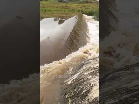 Barragem do Tavares Marruás, município de Tauá Ceará.#chuvas #açude #rio