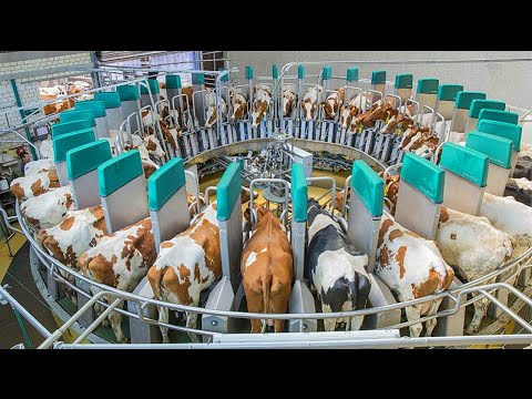 Australia's Largest Beef Farm - Most Modern Farming Model - Best Quality Meat