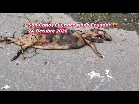 #BlackVulture_El Chaco Napo Ecuador_Diego Piñán_24 Oct 2026 