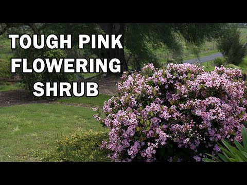 COSMIC PINK™ Raphiolepis is a compact tough shrub with pink flowers galore