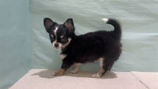 チワワ(ロング)の動画01