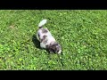 Miniature Poodle dogs for sale: Chevelle - Video 1