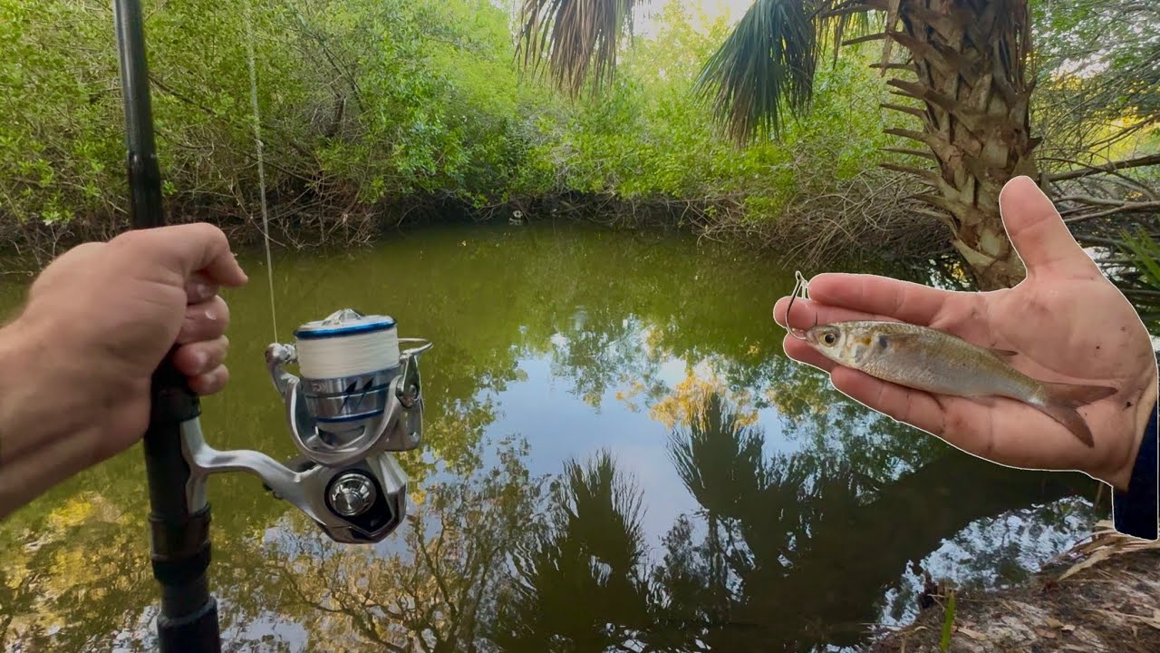 Jungle Backwater Fishing!