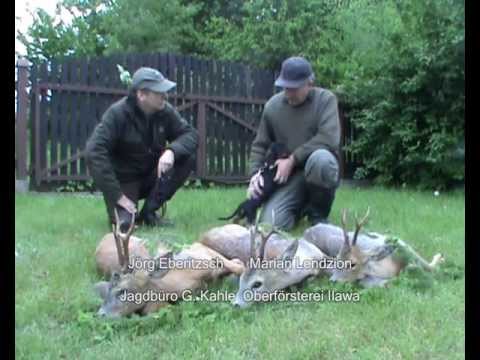 3 Rehböcke liegen auf der Strecke!