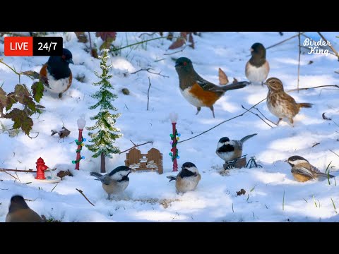 🔴 24/7 LIVE: Cat TV for Cats to Watch 😺 Cute Birds in the Snow Squirrels 4K Cat Games