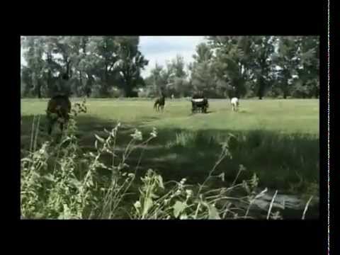 'CHizh i K ''vot pulya prosvistela ' 480