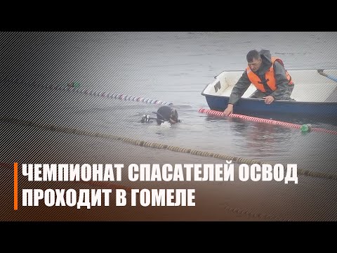 Чемпионат ОСВОД прошёл в Гомеле видео