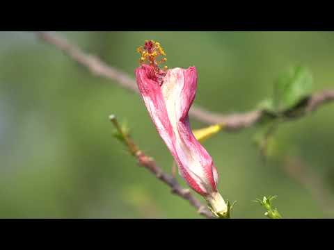 Blooming Flower | Beautiful Flower Natural View | Abdul Majeed Batti