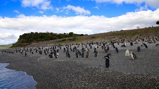 PENGUIN ISLAND | PATAGONIA DAY 3 - YouTube