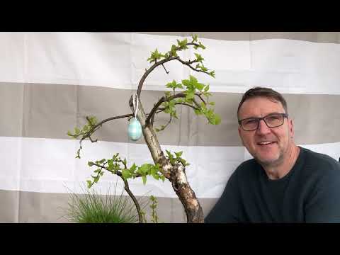 2022 Osterspezial mit Birke, Spitzahorn, Holunder, und Kastanie