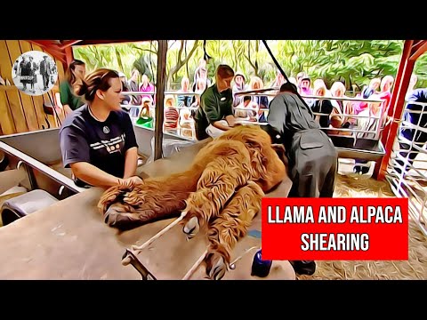 Llama & Alpacas Shearing