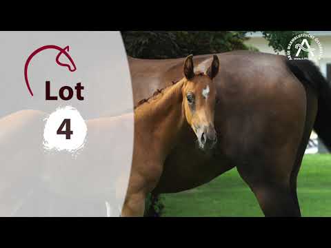 Alle Informationen zu den Fohlen finden Sie auf www.fohlenauktion.at - Lot4