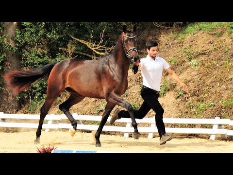 Nr. 16   Hengst "Cool Moment" von His Moment - Silvermoon *2018