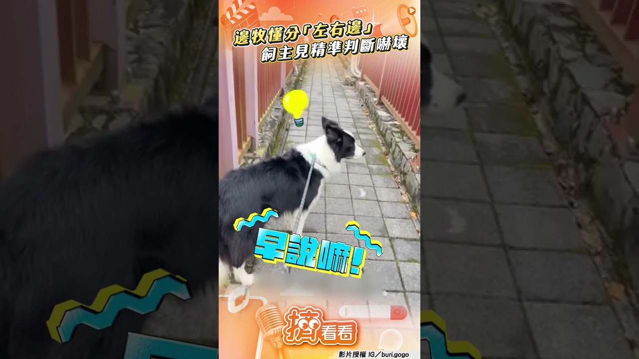 影音／邊牧懂分左右「方向感up」！飼主「自動導航」精準判斷嚇壞