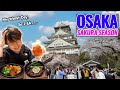 It's My Worst Day So I Eat Nice Foods, Osaka Full Bloomed Sakura and Not Crowded Local Arcade Ep.479