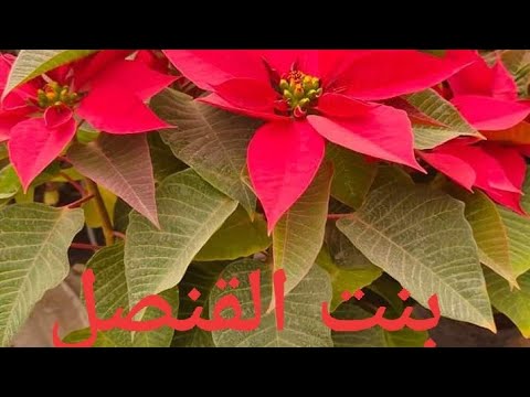 , title : 'شاهد أجمل نبات ينتجه أكبر منتج ومصدرلنباتات الزينة في مصر نبات بنت القنصل'