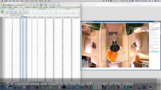 Tutorial for Output File Columns of SwarmSight Antenna and Proboscis Tracking Software