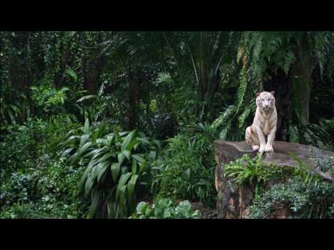 Bolacho Feat Pato - la vida que yo escogi