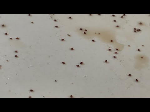 Mites and Worms Not the Bad Boys You Think They Are