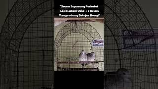 Download lagu Suara Perkutut Anakan |kholiqperkutut mp3 Download lagu Suara Perkutut Anakan |kholiqperkutut mp3