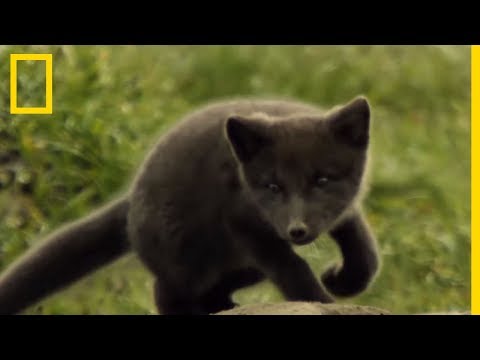 Découverte des renardeaux d'Arctique