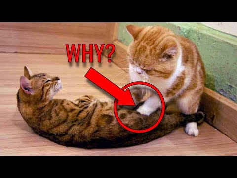 Why Do Cats KNEAD? 8 Reasons