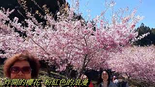 2024 2月29福壽山千櫻園