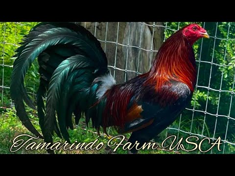 Leiper McLean hatch 5k Sweater - TAMARINDO FARM USA