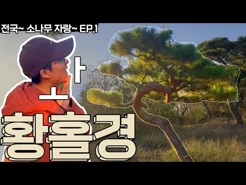 대표님이 뽑은 최고의 소나무  5개!? ㅣ 전국~ 소나무 자랑~ EP.1