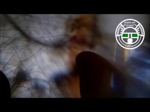 Oceanvs Orientalis - Das Modelll (Rework)