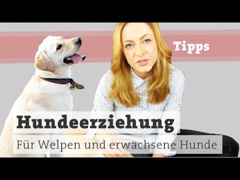 Behandlung von Prostatitis noshpu Ein Volksheilmittel für die Behandlung von Prostatitis bei Männern